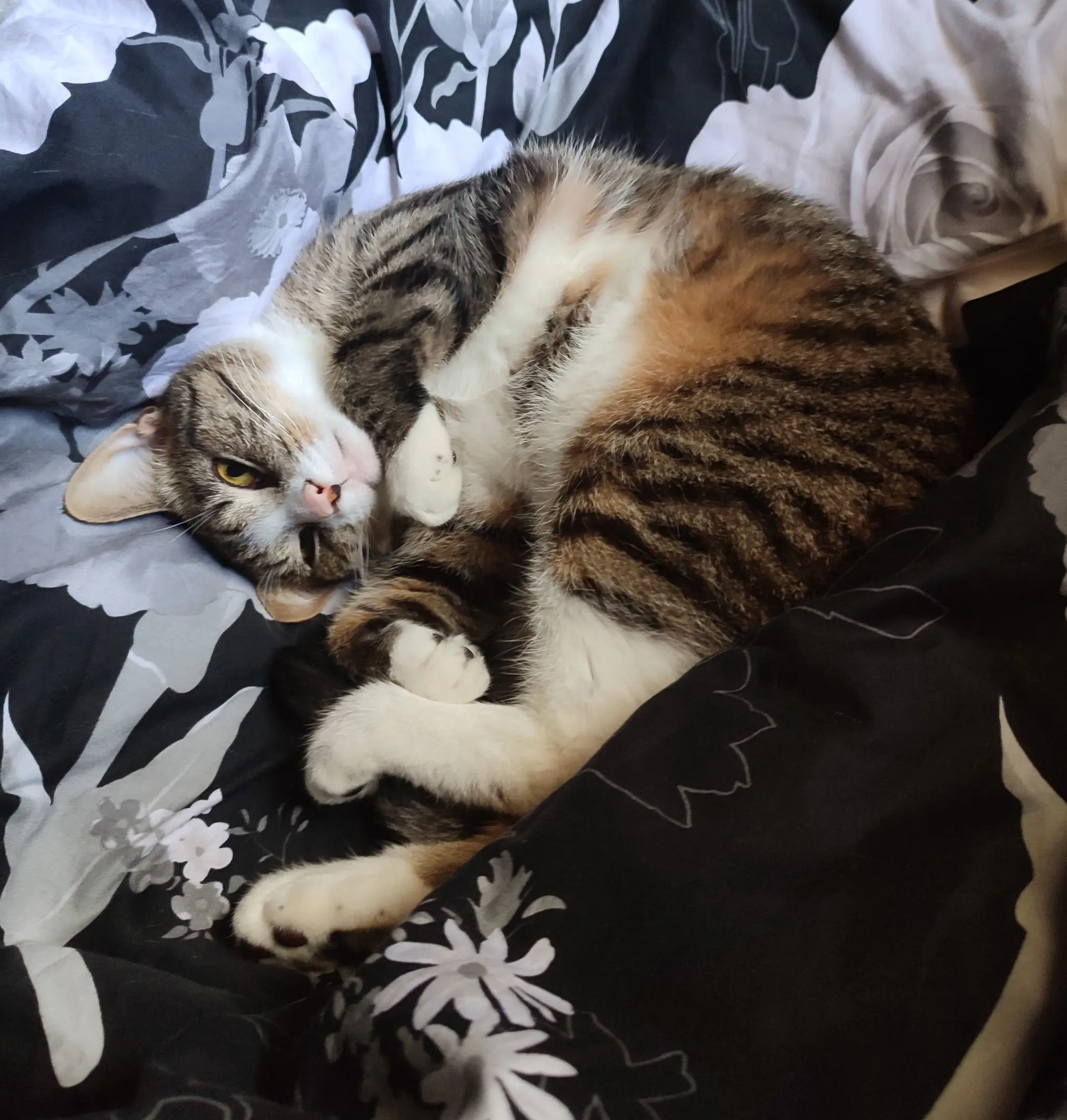 Кот Леонардо - фото 7